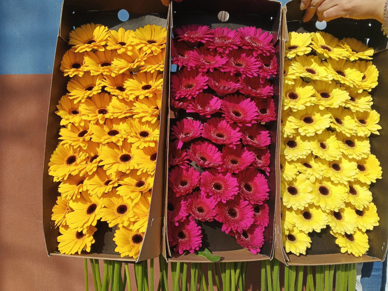 Салон «Мастер и Маргаритка»