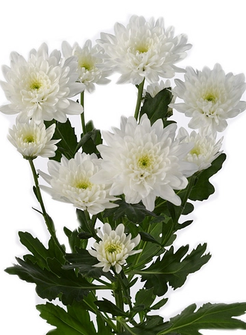 Хризантема белая &laquo;Балтика&raquo; от интернет-магазина цветов в 