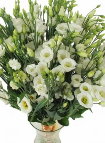 Лизиантус белый от интернет-магазина цветов в 