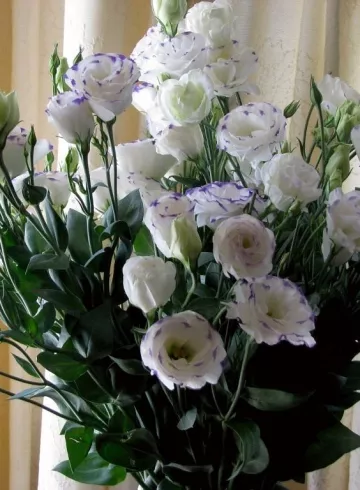 Лизиантус с сиреневыми кончиками от интернет-магазина цветов в 