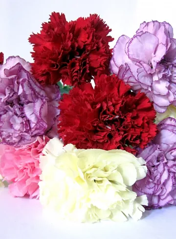 Гвоздика одиночная (Dianthus) от интернет-магазина цветов в 