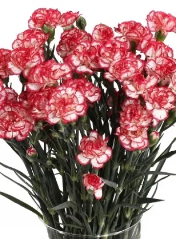 Гвоздика (Dianthus) кустовая от интернет-магазина цветов в 