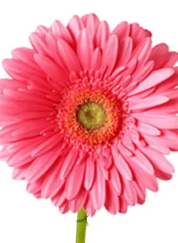 «Гербера розовая» от интернет-магазина цветов в 