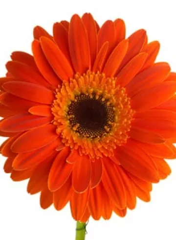 «Гербера оранжевая» от интернет-магазина цветов в 