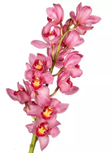 Орхидея цимбидиум розовая от интернет-магазина цветов в 
