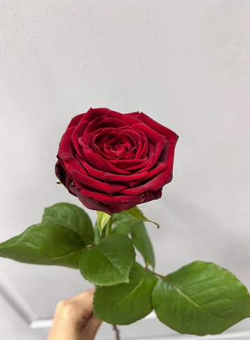 Роза «Ред Наоми» от интернет-магазина цветов в 