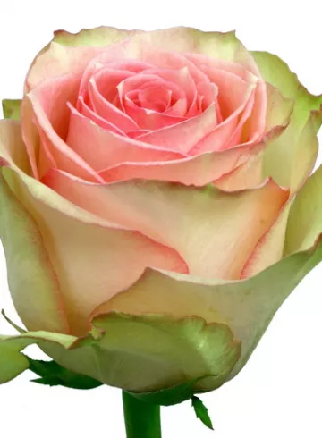 Роза &laquo;Эспиранса&raquo; от интернет-магазина цветов в 