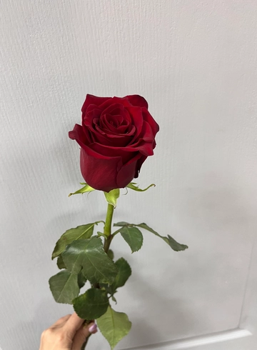 Роза &laquo;Explorer&raquo; от интернет-магазина цветов в 