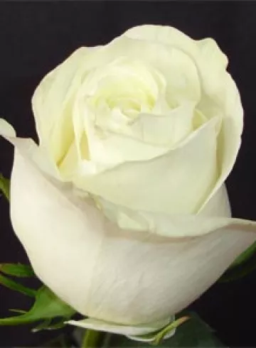 Роза &laquo;Полер Стар&raquo; от интернет-магазина цветов в 