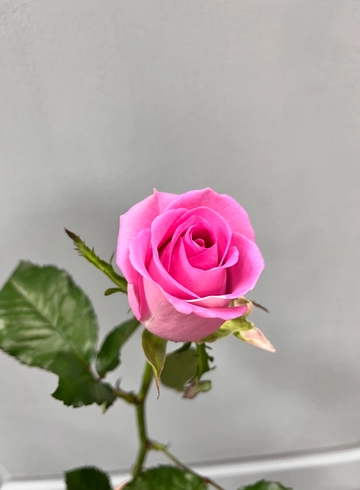 Роза &laquo;Аква&raquo; от интернет-магазина цветов в 