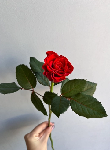 Роза &laquo;Эльторо&raquo; от интернет-магазина цветов в 