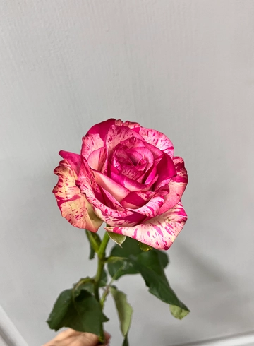 Роза &laquo;Барракуда &raquo; от интернет-магазина цветов в 