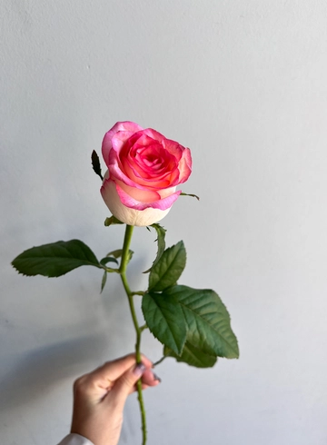 Роза &laquo;Jumilia&raquo; бело-розовая от интернет-магазина цветов в 