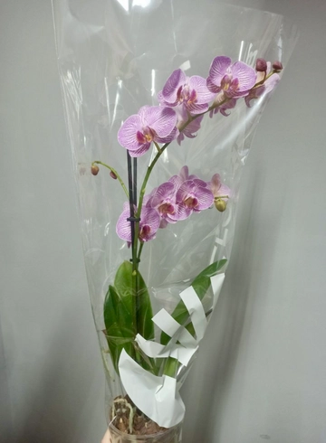 Комнатное растение &laquo;Орхидея Фаленопсис&raquo; от интернет-магазина цветов в 
