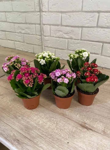 Комнатное растение «Каланхое» от интернет-магазина цветов в 