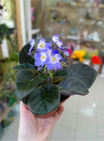Комнатное растение «Фиалка» от интернет-магазина цветов в 