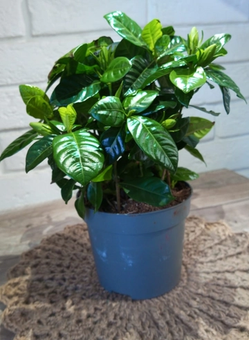 Комнатное растение &laquo;Гардения&raquo; от интернет-магазина цветов в 