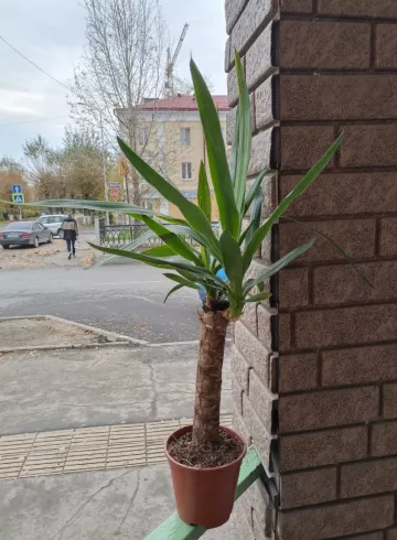 Комнатное растение «Юкка» от интернет-магазина цветов в 