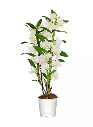 Комнатное растение &laquo;Дендробиум&raquo; от интернет-магазина цветов в 