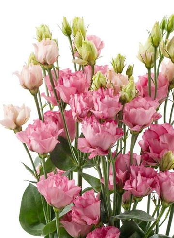 Эустома (Lisianthus) от интернет-магазина цветов в 