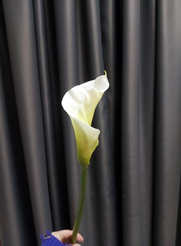 Калла от интернет-магазина цветов в 