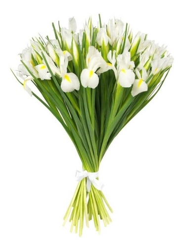 Ирис белый от интернет-магазина цветов в 