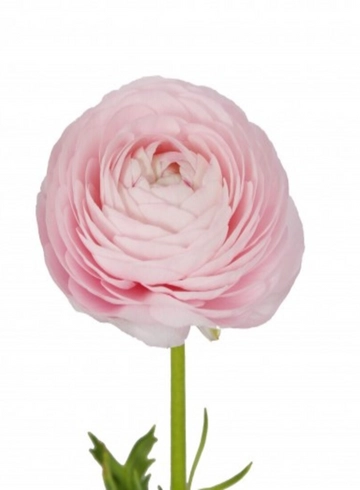 Ранункулюс от интернет-магазина цветов в 