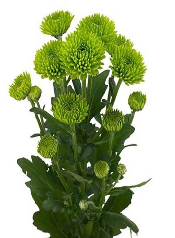 Хризантема &laquo;Филин Грин&raquo; от интернет-магазина цветов в 