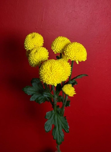 Хризантема &laquo;Лимончелло&raquo; от интернет-магазина цветов в 